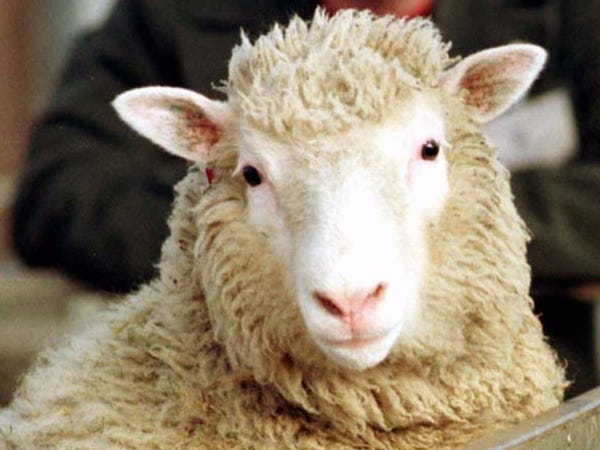 PonteArcobalen's tweet photo. #DOLLY è stata la prima #pecora nonché il primo #mammifero ad essere stato #clonato con successo da una #cellula somatica, sebbene non il primo #animale in ...
https://t.co/IJw7MOSW5i https://t.co/KesmBfdBdj