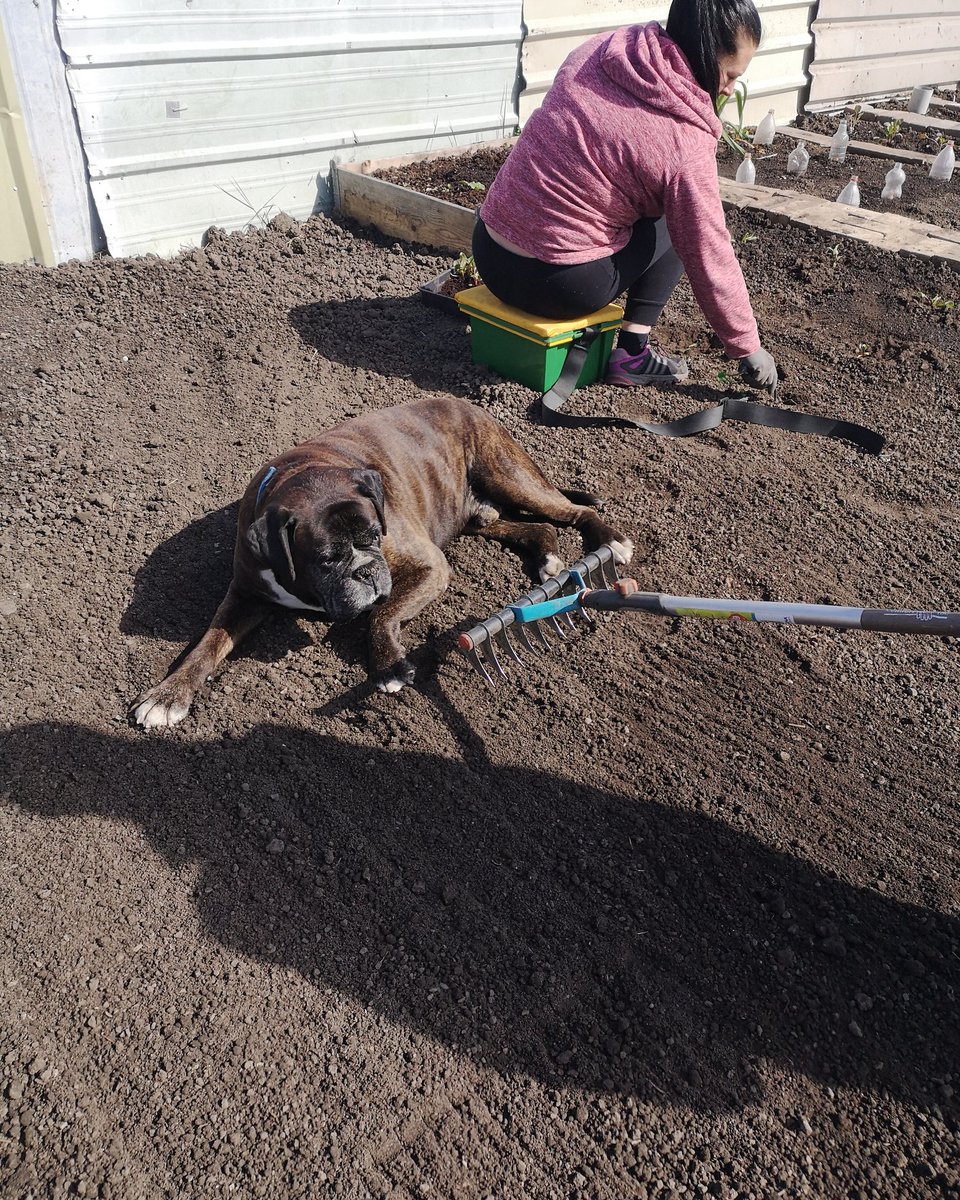 LennoxTheBoxer's tweet photo. I don't care who's allotment it is, I'm the fucking Daddy round here https://t.co/3koahkalsB