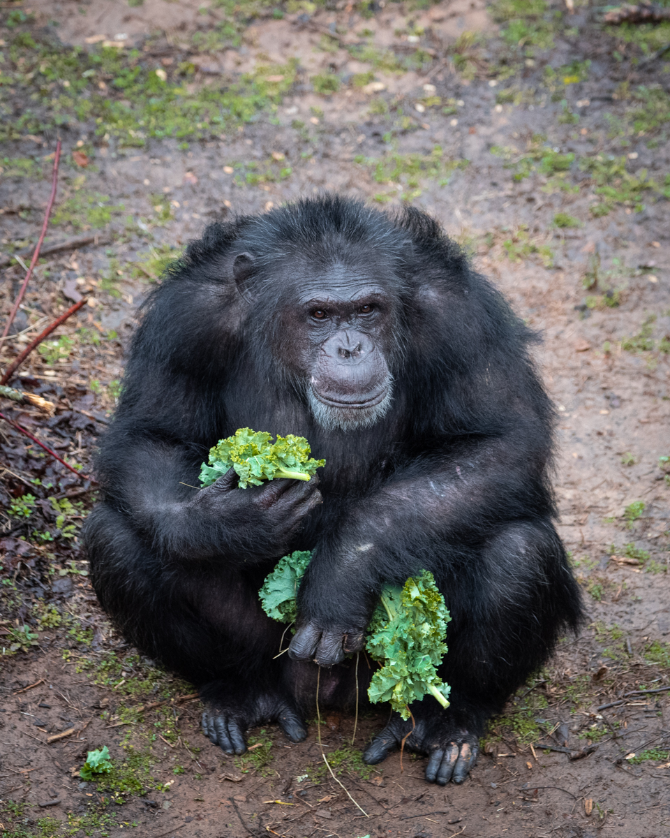 projectchimps's tweet photo. Happy 32nd birthday Ronald! 🍃 One of Ronald's quirks - he can frequently be seen walking around the habitat with a leaf hanging out of his mouth (even in winter!). Fun fact, Buttercup and Charisse, are his daughters and Kennedy is his son! #RonaldChimp #HappyBirthday https://t.co/WzYv4i0cF9