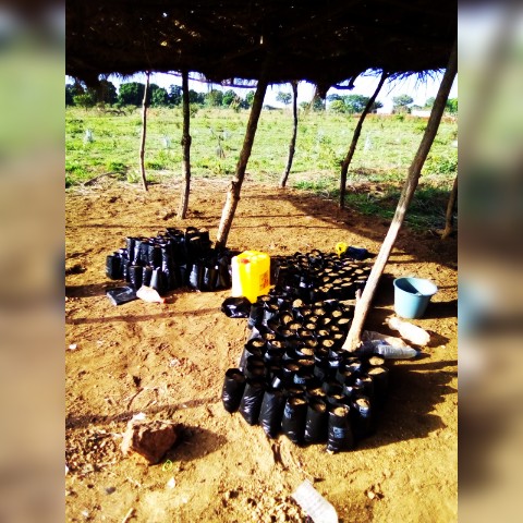 New chapter of my Moringa adventure... When you think about the vision you can't give up...