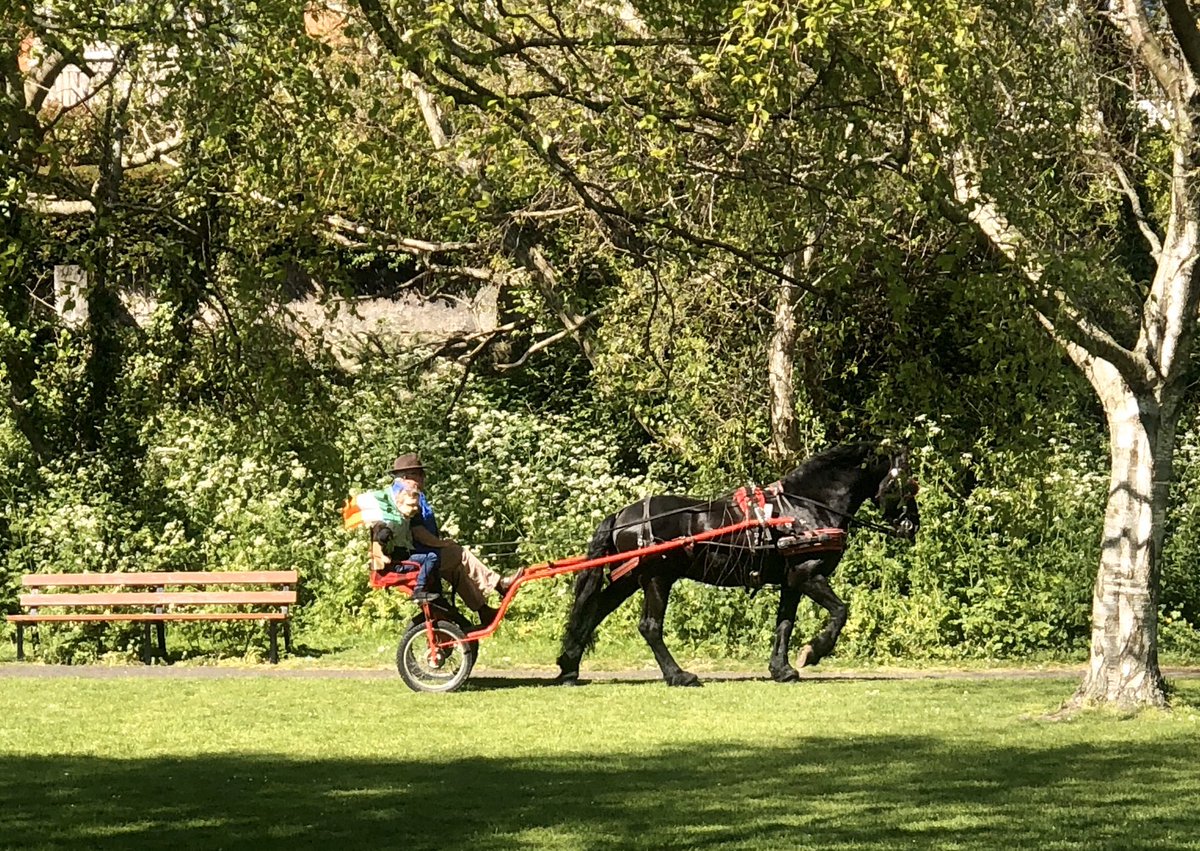 doug1munro's tweet photo. Pony and trap having a casual socially distant stroll in the park by the Dodder and @Droppingwell today #Dublin #lovindublin #dodderaction https://t.co/3dxpTpxAOw
