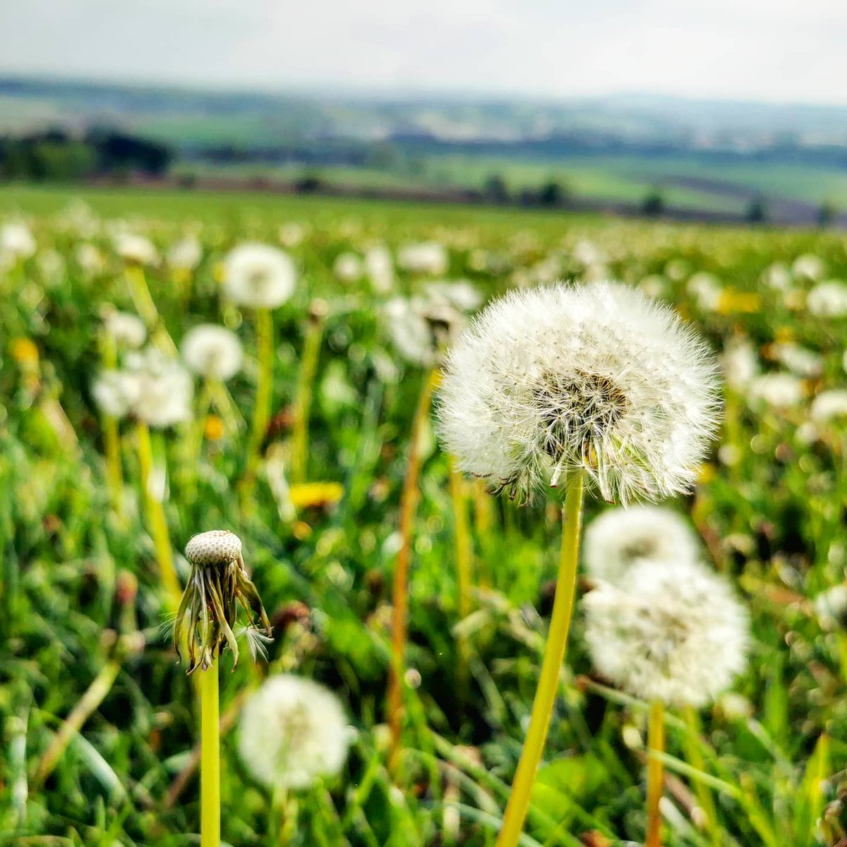TanjaHanika's tweet photo. Die Todoliste ist noch nicht ganz abgearbeitet, dafür hat es uns ganz spontan zum Picknicken an den Waldrand verschlagen.
Hat sich gelohnt, da mache ich gerne eine Spätschicht. 😊
#Eifelliebe #Eifelexplorers #Autorenleben https://t.co/3bm4uRIrEd