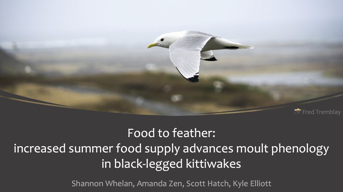 killerwhelan's tweet photo. #WSTC6 #PhenoSesh
1 Carryover effect studies often focus on fat reserves as the mechanism driving subsequent fitness. But body mass in birds is highly regulated, and too much mass can be costly. Timing of moult could produce greater CO effects than a few extra grams of fat. https://t.co/ZvCS6WxKvq