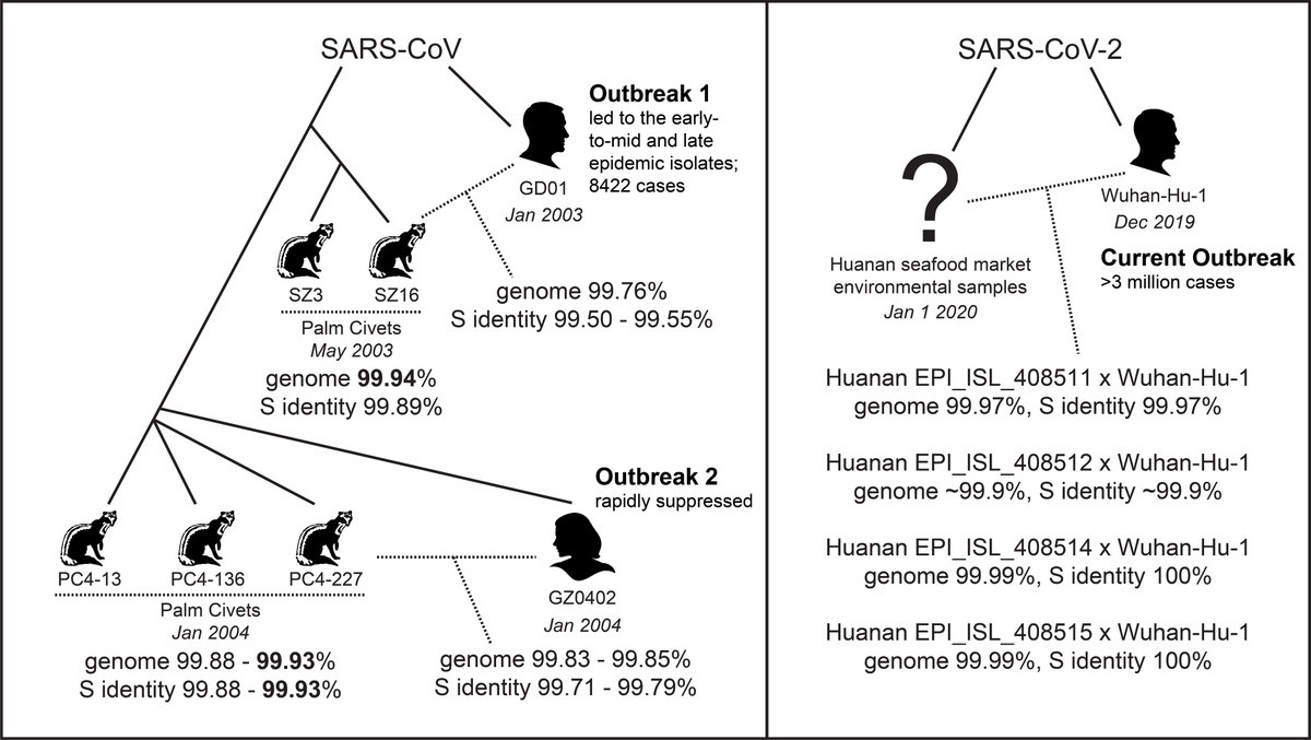 In 2002-2004, only SARS isolates collected in a narrow window of time within the same species shared >99.9% identity. This makes it unlikely for the Huanan market isolates to have come from an intermediate animal host; likely from SARS2-infected humans who visited the market.