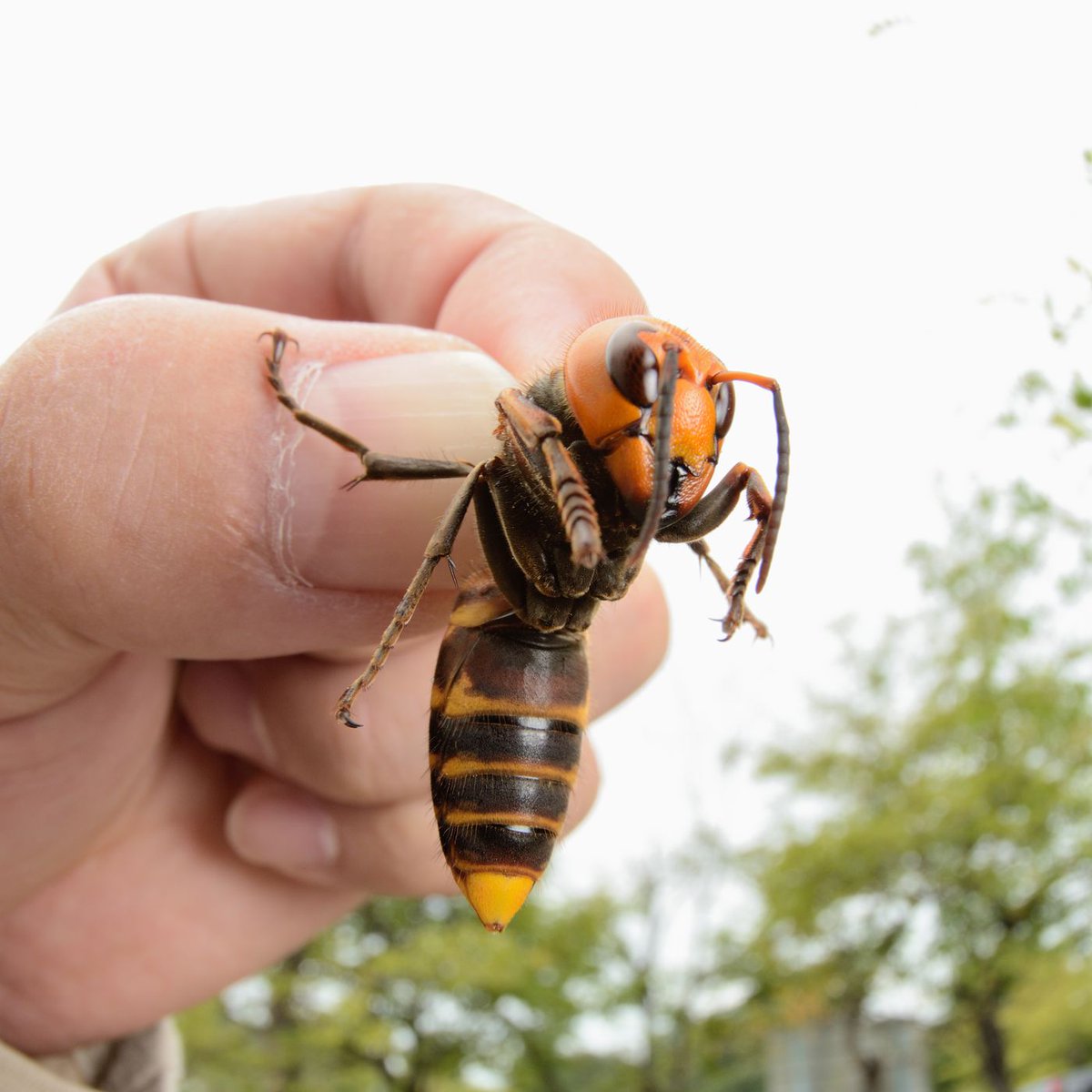 118. Tawon terbesar di dunia, tawon raksasa Asia (Vespa mandarinia), tumbuh hingga sebesar 4,5 cm. https://www.vox.com/2020/5/3/21245612/murder-hornets-asian-giant-hornet-bees