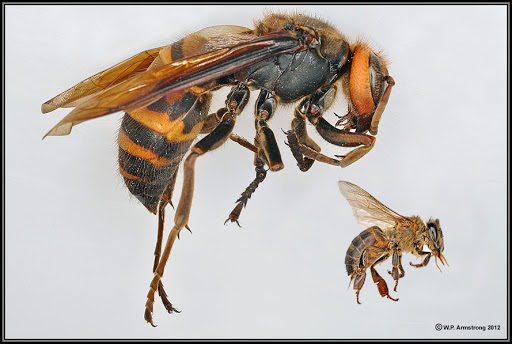 118. Tawon terbesar di dunia, tawon raksasa Asia (Vespa mandarinia), tumbuh hingga sebesar 4,5 cm. https://www.vox.com/2020/5/3/21245612/murder-hornets-asian-giant-hornet-bees