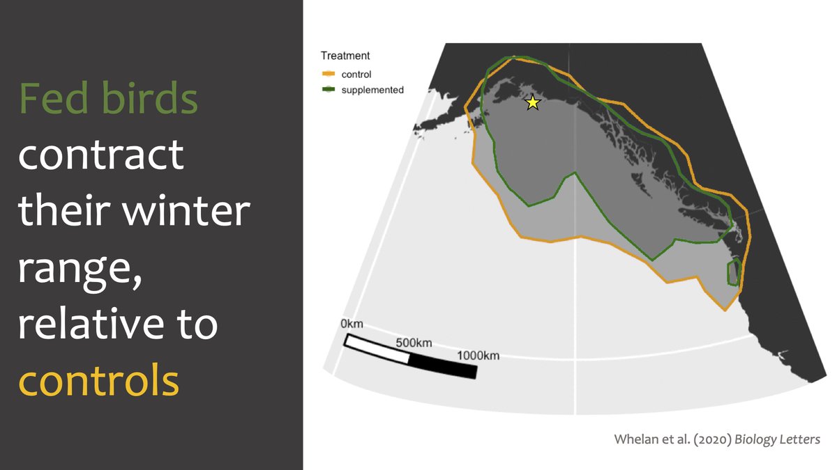 killerwhelan's tweet photo. #WSTC6 #PhenoSesh
4 We recently found that fed birds travelled less over winter than controls: https://t.co/xtzB1XPHmP Sure, feds weighed more than controls in late summer. But we suspect that moult phenology could be the true mechanism for these carryover effects. https://t.co/5vzeQpIQja