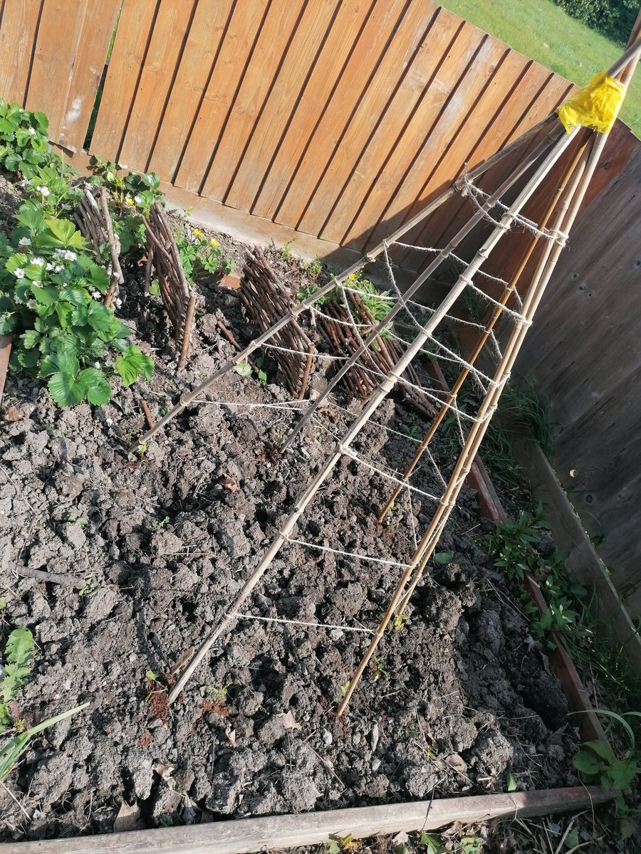 carrighrr's tweet image. A start has been made #earlyyears #earlyyearsteaching #growyourown