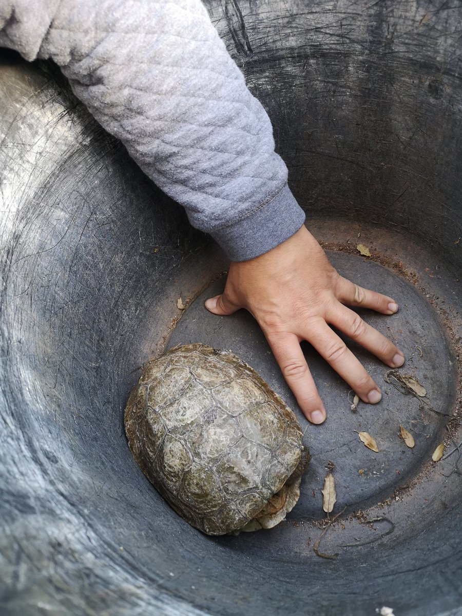 cati_amatller's tweet photo. @agentsruralscat hola, acabem de trobat aquesta tortuga a casa, no sabem si es autòctona per poder-la lliberar, vivim al costat de Sant Llorenç del Munt i l'Obac. Gràcies! https://t.co/XtzvQRmIrU
