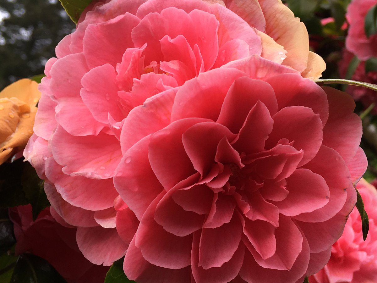caratench's tweet photo. Loving watching my garden bloom these days. #gardening #GardenersWorld So grateful for the bright colours and joy! https://t.co/7P4Eu5wgSP