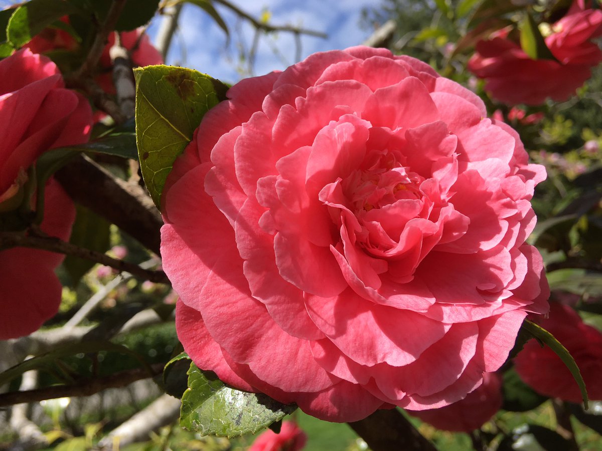 caratench's tweet photo. Loving watching my garden bloom these days. #gardening #GardenersWorld So grateful for the bright colours and joy! https://t.co/7P4Eu5wgSP