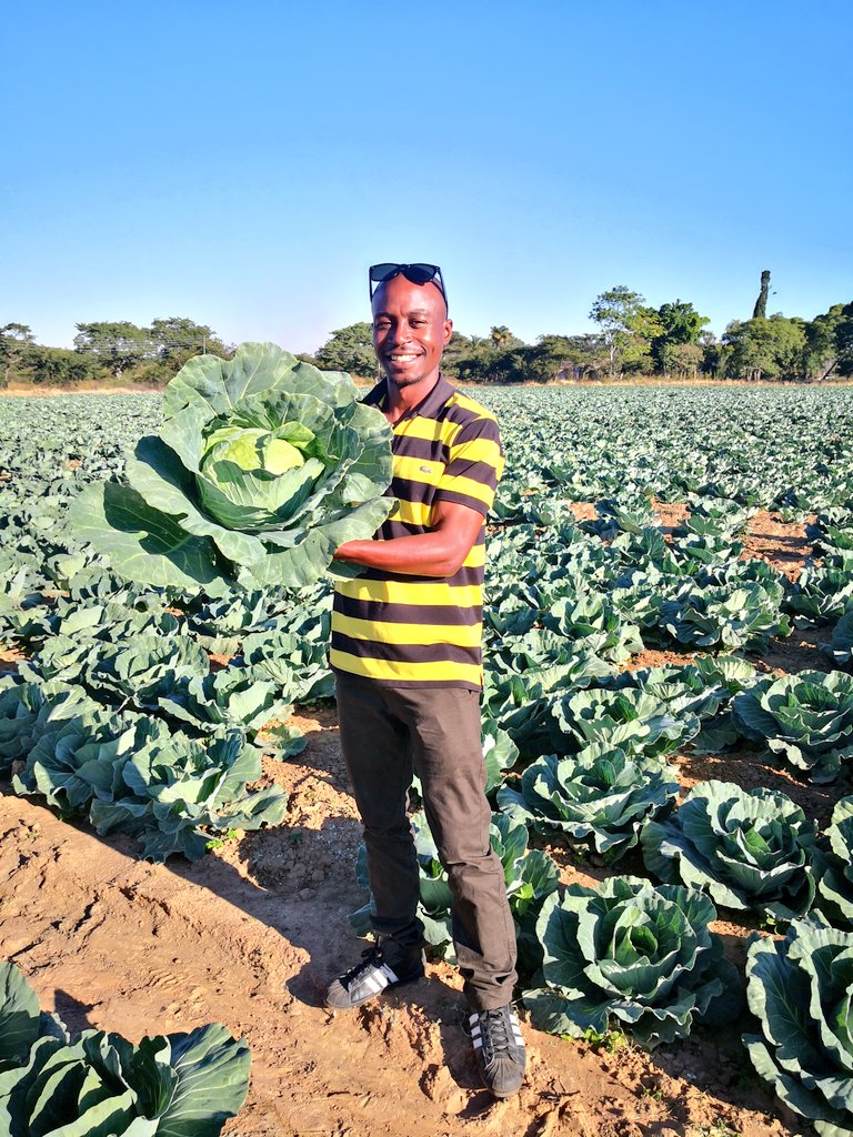 Pastor Farmer 🇿🇼 🌾🥔🥚🐂 tweet media