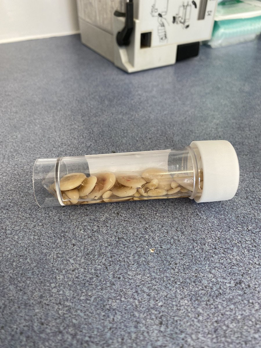 lwescott's tweet photo. My Cystotomy went really well, we took out nearly 100 uroliths (bladder stones) which will go to the lab for analysis, she went out for a pee this afternoon and has just gone home tail wagging 🐶 #FirstVetJob
[owner gave photo consent] https://t.co/NxqL95lekk
