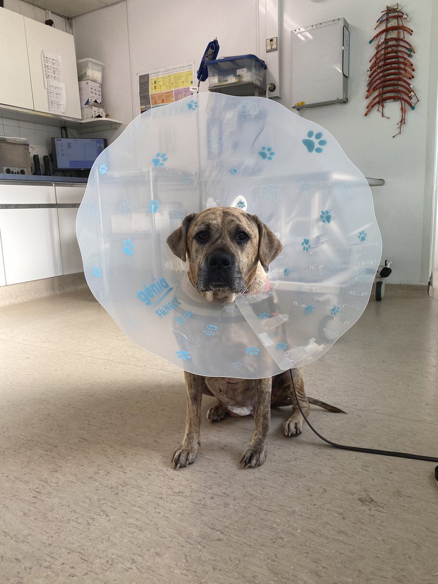 lwescott's tweet photo. My Cystotomy went really well, we took out nearly 100 uroliths (bladder stones) which will go to the lab for analysis, she went out for a pee this afternoon and has just gone home tail wagging 🐶 #FirstVetJob
[owner gave photo consent] https://t.co/NxqL95lekk