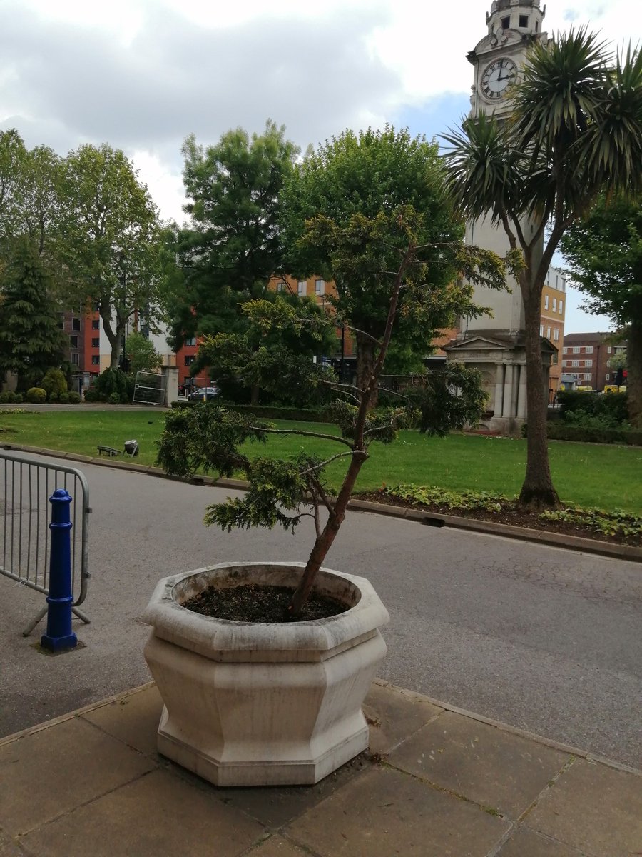 DSopisz's tweet image. I have been thinking about this Thuja for a while. I thought the shape would be perfect for some cloud pruning so I started today. #cloudpruning #japanesepruning #gardening #art