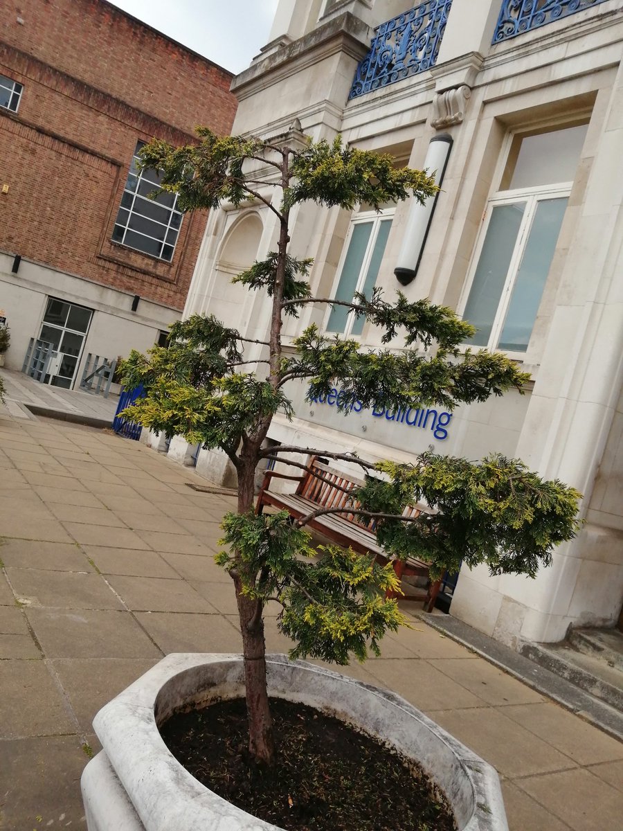 DSopisz's tweet image. I have been thinking about this Thuja for a while. I thought the shape would be perfect for some cloud pruning so I started today. #cloudpruning #japanesepruning #gardening #art