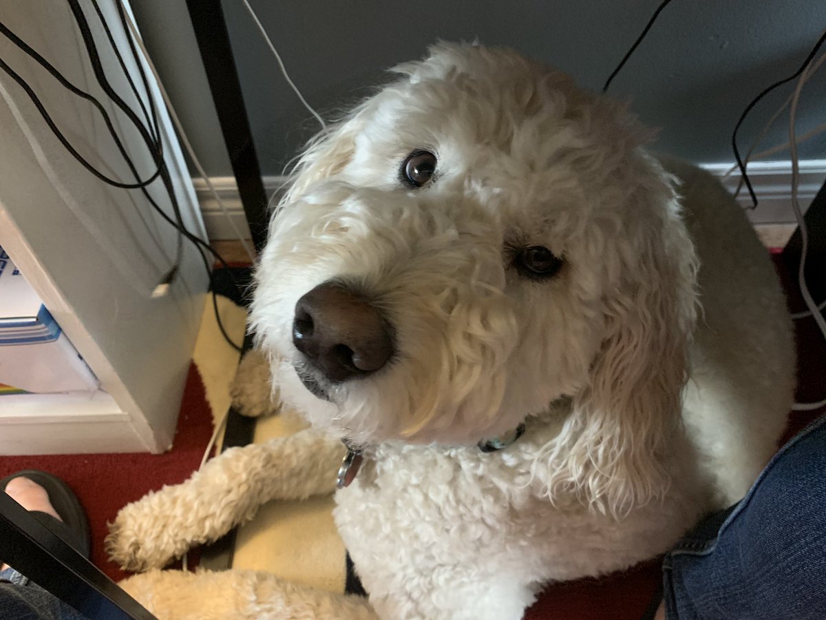 crispytwit's tweet photo. Y’all can complain about the lack of legroom on planes these days, but the WFH legroom vs. doggos struggle is also real https://t.co/ezs5oqTlu6