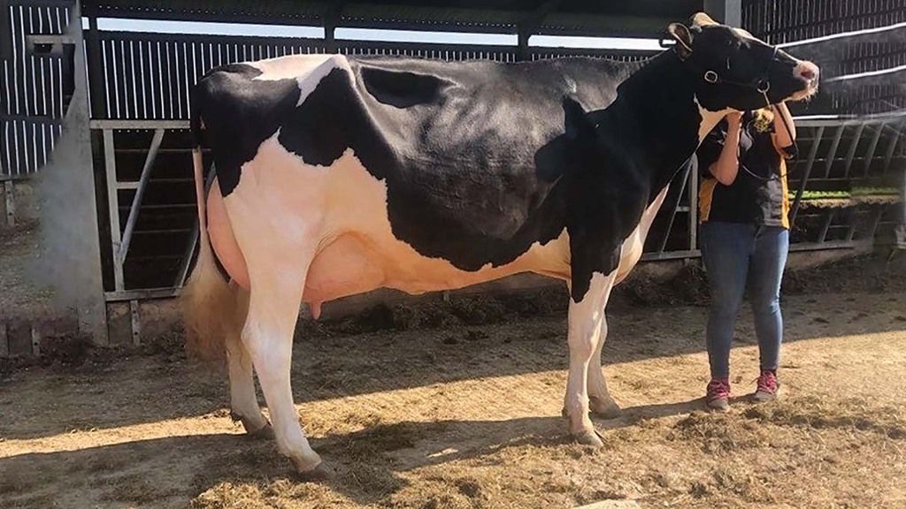 FarmersGuardian's tweet photo. This weekend saw the first online agricultural show and its was a Holstein who stole the hearts of the voting public and became overall champion https://t.co/Yr8qh8T9cm #OnlineAgShow #Holstein https://t.co/ai6tlodiiZ