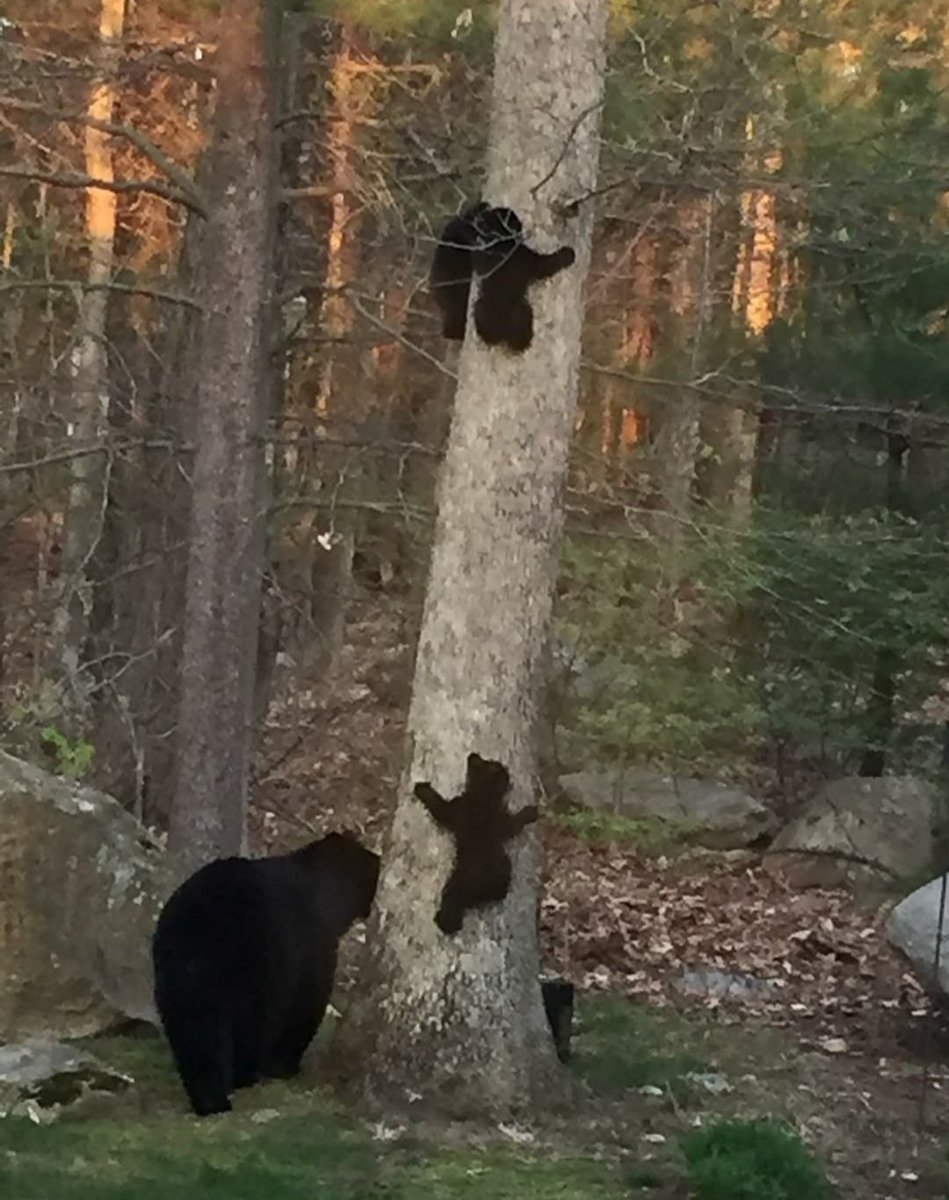 My sister had some visitors in her backyard this morning! I think <a href="/avecsesdoigts/">Charlotte Mandell</a> will really like this.