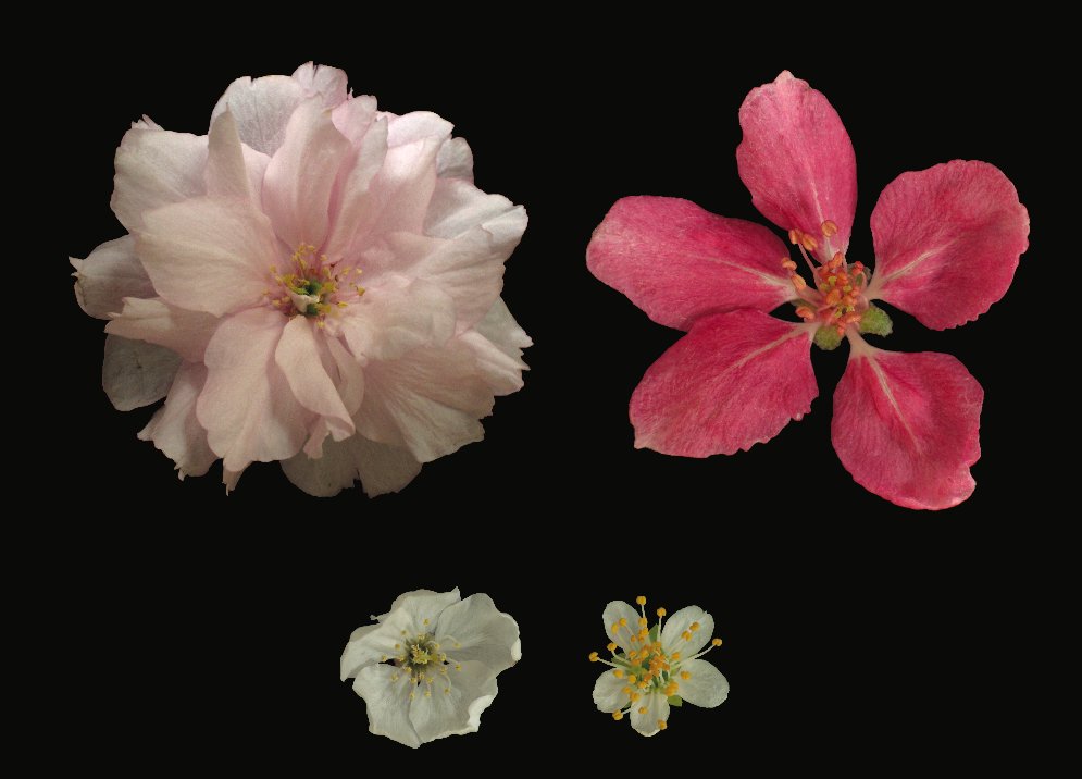 A few of the cherries from around the #Meadows, <a href="/edinspotlight/">Edinburgh Spotlight</a>