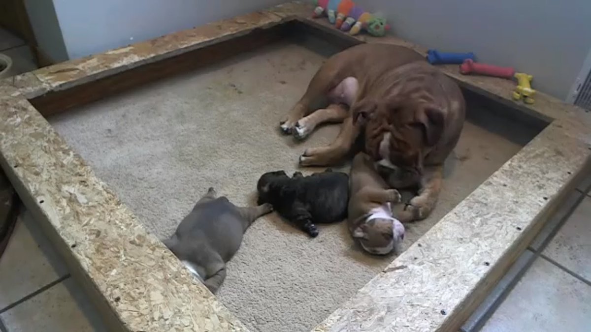 mibulldogingles's tweet photo. Que hermosos rechonchos! https://t.co/TIw7oJHTk5 https://t.co/GTlbiEZLOY
