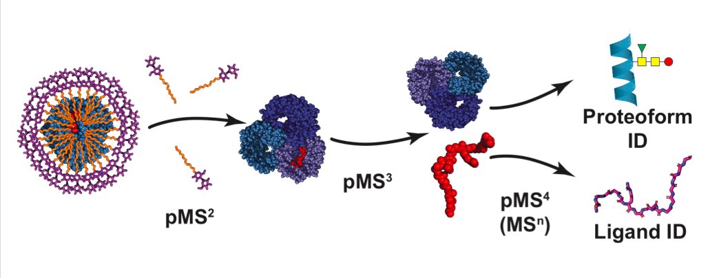 naturemethods's tweet photo. “Nativeomics” helps identify ligands bound to membrane proteins exhaustively within the same mass spectrometry experiment. https://t.co/PSSXAQrpPn https://t.co/47bic32cpP