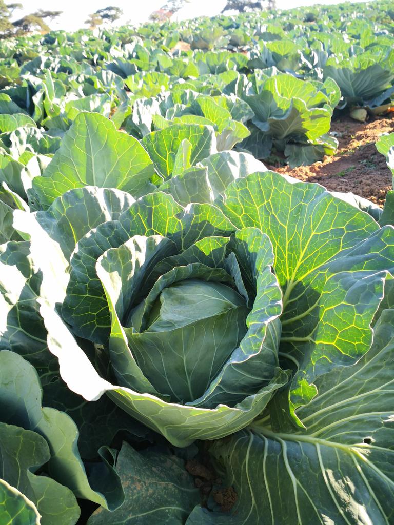 Pastor Farmer 🇿🇼 🌾🥔🥚🐂 tweet media