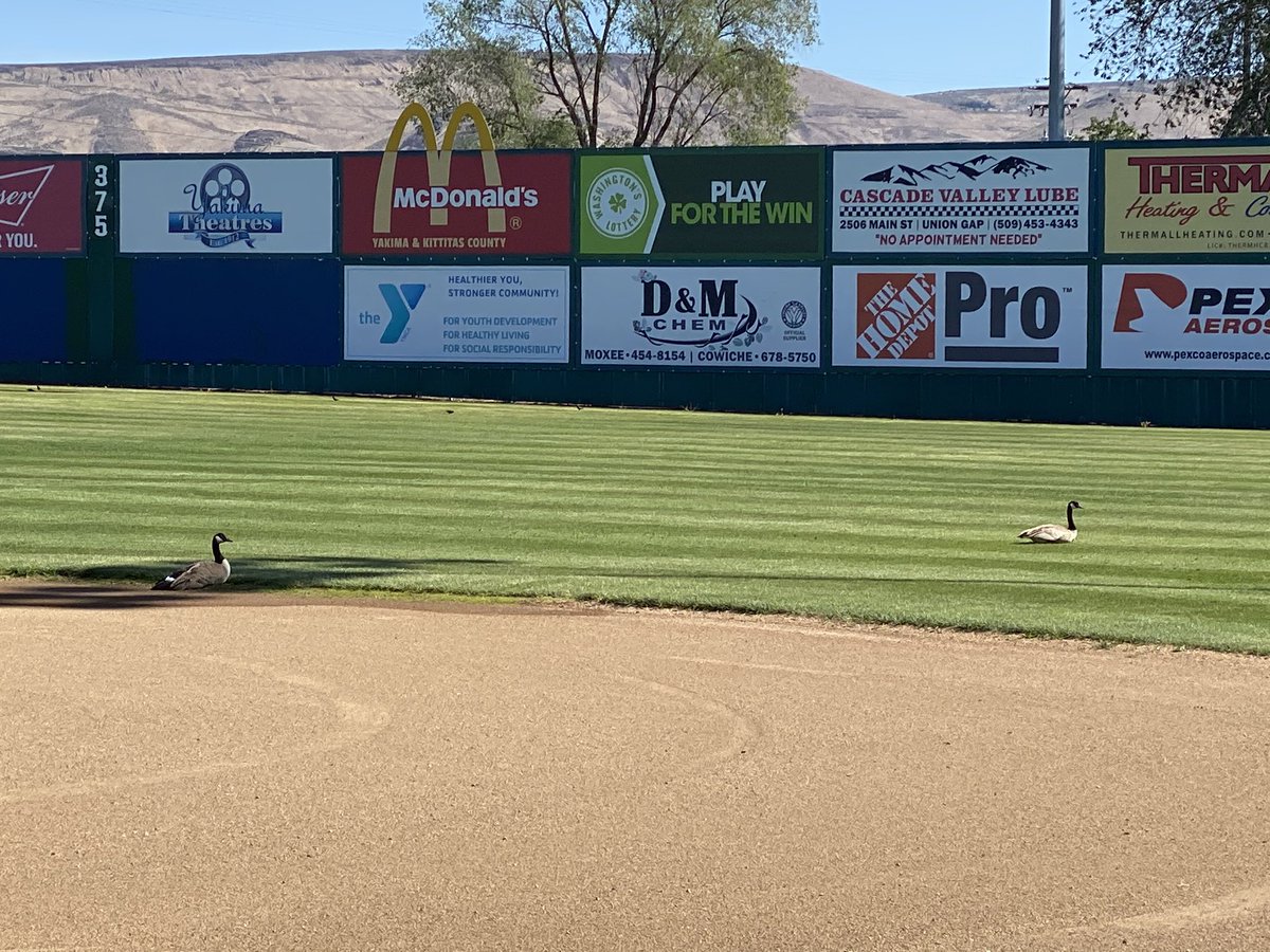PippinsBaseball's tweet photo. Goose and Maverick just lounging on Monday morning β and practicing social distancing. #RollPipps #StayHome4Baseball https://t.co/xJYtVhIX9z