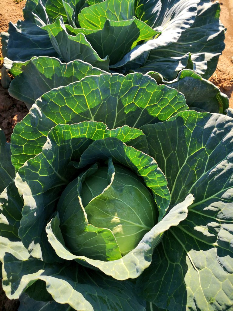 Pastor Farmer 🇿🇼 🌾🥔🥚🐂 tweet media