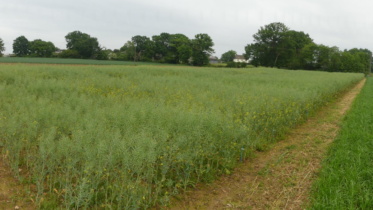 Bravo à l'équipe <a href="/STA/">スタ/clusta</a> pour leur Plateforme 2020 !
Au programme en 3 répétitions : 
- Variétés céréales 
- Fertilisation BTH
- Variétés colza et plantes compagnes 
- Variétés maïs 
- Paillages maïs 
- Fertilisation maïs