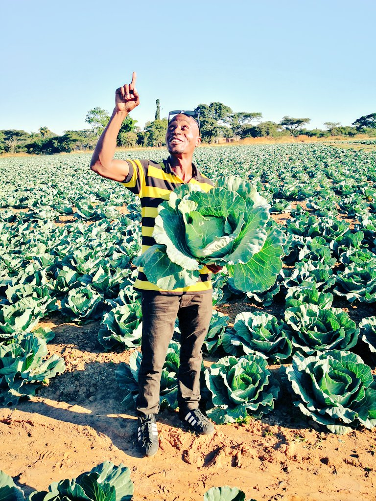 Pastor Farmer 🇿🇼 🌾🥔🥚🐂 tweet media