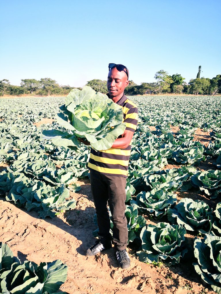 Pastor Farmer 🇿🇼 🌾🥔🥚🐂 tweet media