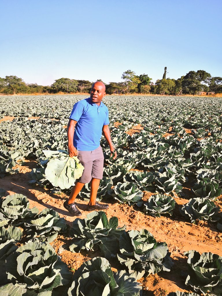 Pastor Farmer 🇿🇼 🌾🥔🥚🐂 tweet media