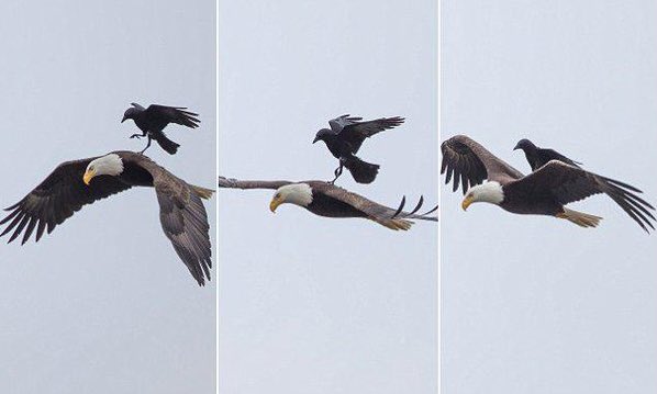 NahkoBear's tweet photo. uber for birds https://t.co/TRRUclFDYf