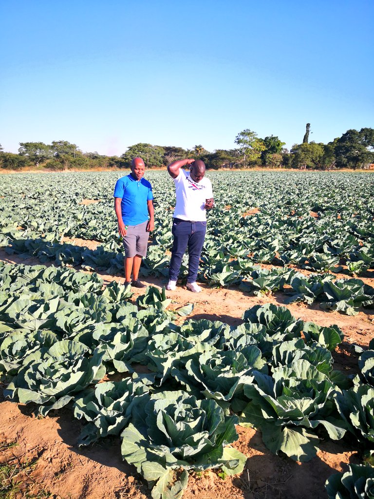 Pastor Farmer 🇿🇼 🌾🥔🥚🐂 tweet media
