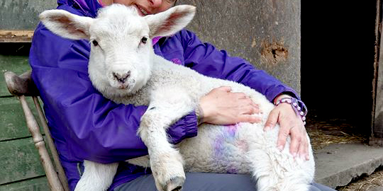 mnbvegan's tweet photo. Around these parts we #SupportYorkshire every Monday.
Today we wanna give a MASSIVE shout out to Charlie's Place sanctuary. The team over there work so hard to give animals from around South Yorkshire and Derbyshire a safe and loving home.
(thread) https://t.co/KCGVBqxccl