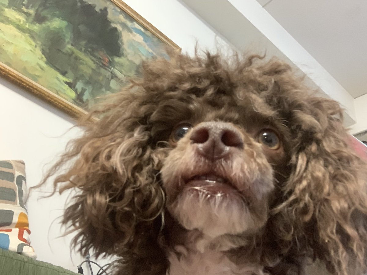WillyVillakoira's tweet photo. Uutisia vaan, eikö mun ihmisĂ€iti osaa muuta katsoa. Puolet metsĂ€retkestĂ€ kuunteli tiedotusta, ja nyt samat asiat töllöstĂ€. Eikö ymmĂ€rtĂ€nyt? MĂ€ tahdon vilinÀÀ ja vilskettĂ€, riehun siis sohvalla ja hĂ€iriköin... ihan koko yön. Ei mitÀÀn hĂ€mĂ€rĂ€nhyssyĂ€! đŸ #koira #uutiset #virtaa https://t.co/8bSOyNUfCi