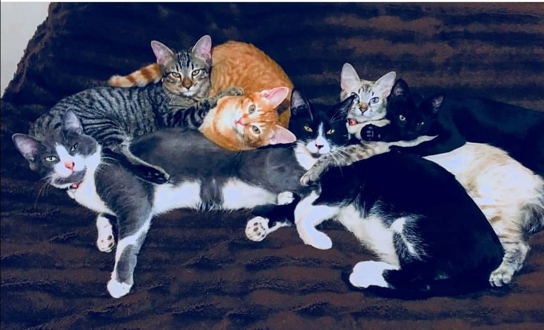 unraccooncito's tweet photo. @locos_gatitos #thanksforfollowback 🙏🏽🥺 mi manada https://t.co/gCx2XZP39C