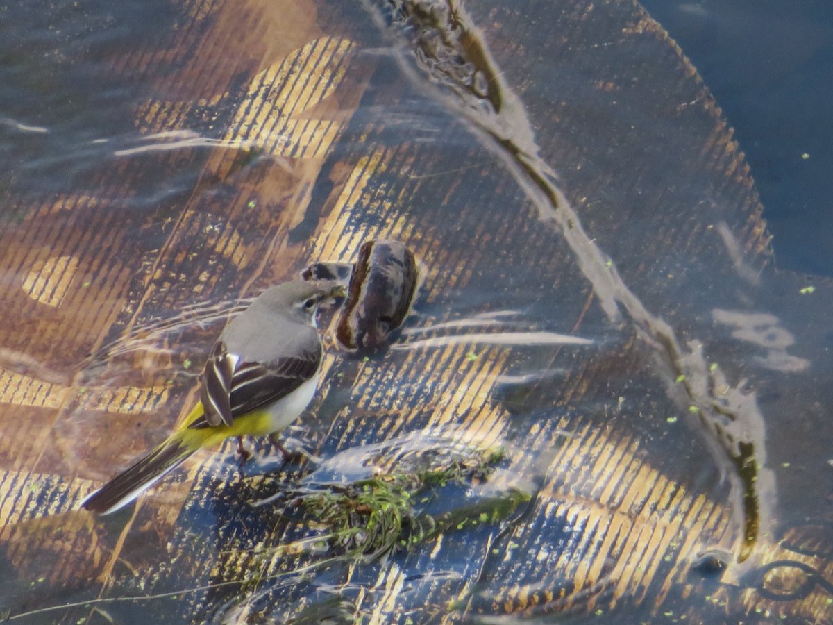 Lots of birds breeding at Seething Wells, but the contractors are driving around in tractors covering the site with insecticide @ContactKingston