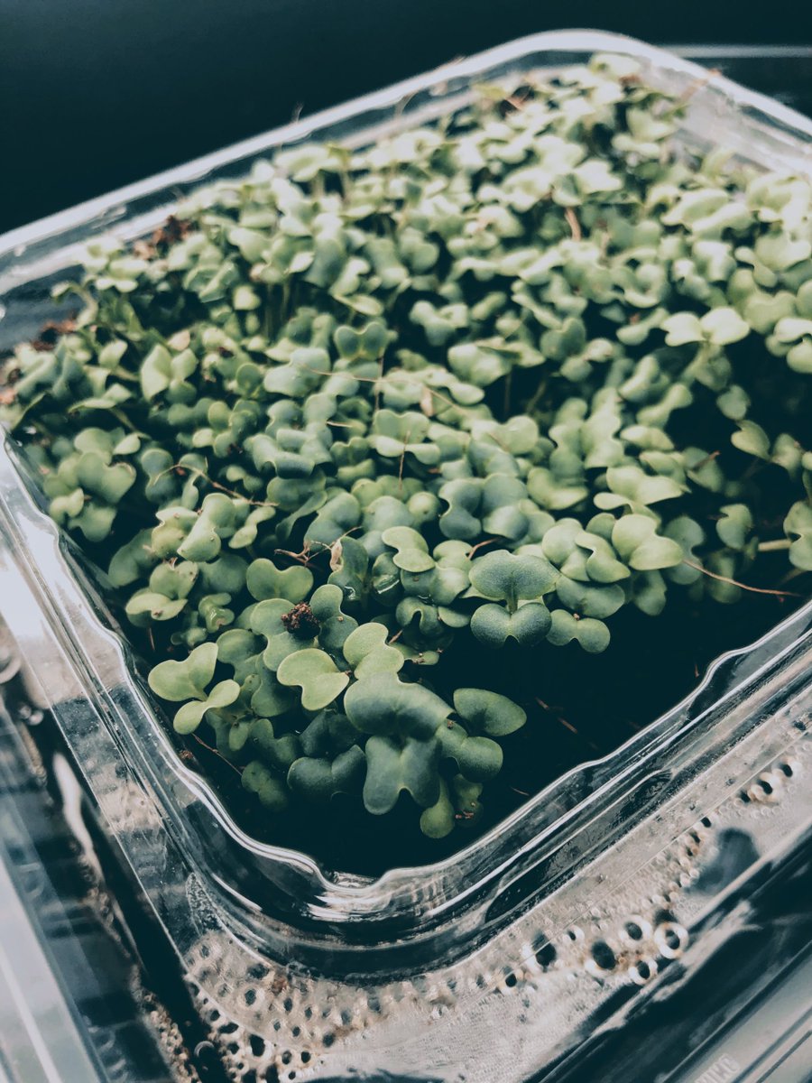 mainmicrogreens's tweet photo. We left the great state of Pennsylvania this weekend to visit my beloved Jersey Shore. In doing so, we took a chance and left some broccoli microgreen seedlings on their own to find their way to the light. #broccolimicrogreens #wasabimicrogreens https://t.co/o3NZOm8PEL https://t.co/RMr5OHUjT0