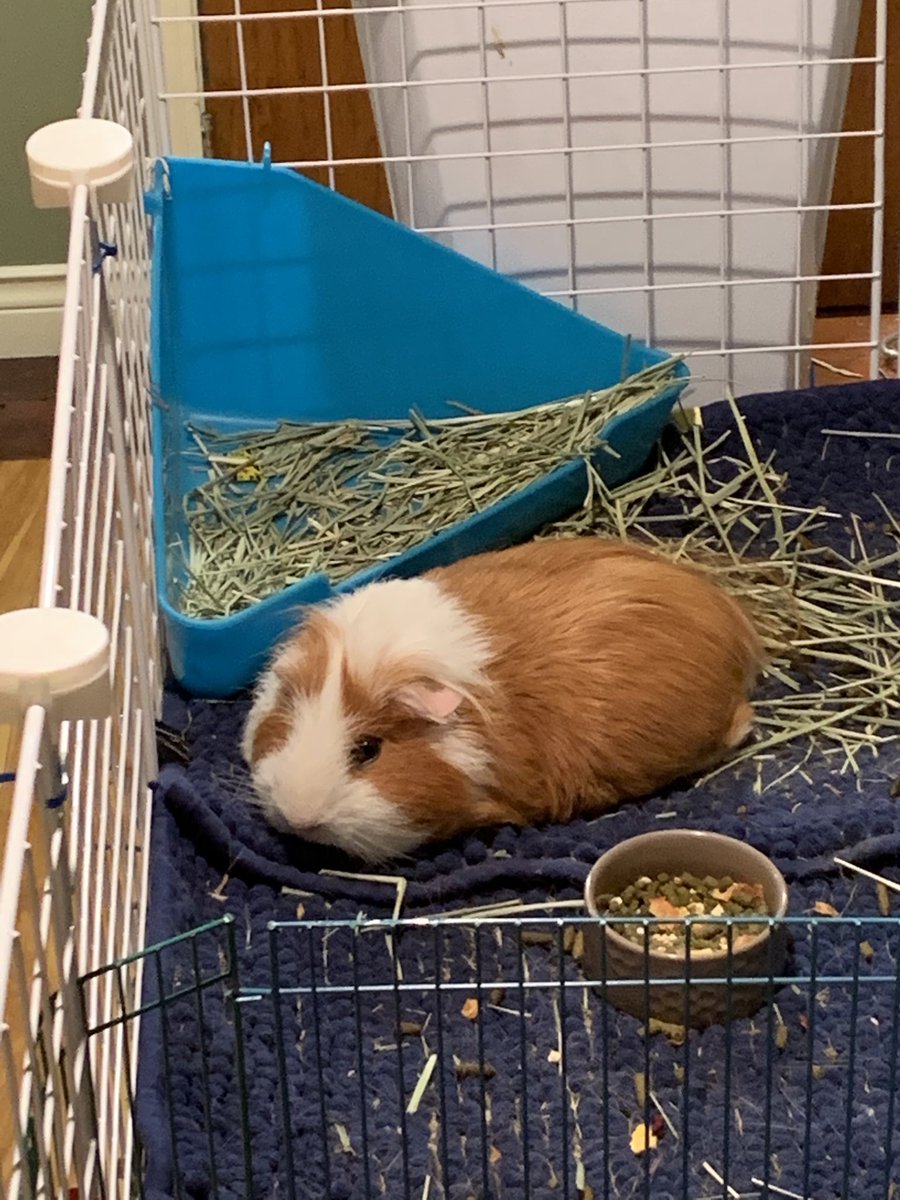 hersh_ted's tweet photo. A rare #Teddyloaf . He usually rests in his Pigloo . #fluffycheeks #guineapig https://t.co/pqtyojxFK1