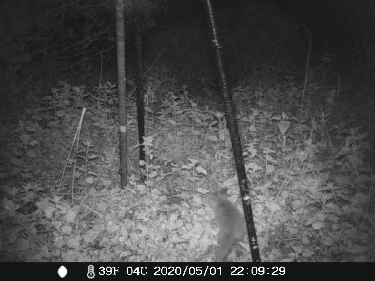 TribalB37 (@b37tribal) on Twitter photo Caught this fox cub on a trail cam set up to catch the culprit that has been moving our ringing poles <a href="/ladywalk_nr/">Ladywalk NR</a> and we still do know
<a href="/crackedbrummie/">Sam</a> <a href="/jrobbo63/">Jim Robbo</a> <a href="/Moocher2/">Moocher</a> <a href="/HelenGorski10/">Helen Gorski</a> <a href="/sandbaggie/">LesJ</a> <a href="/RingersWm/">West Midlands Ringing Group</a> <a href="/wizz15/">kevin whiston</a> @DaveSpe25329399 Caught this fox cub on a trail cam set up to catch the culprit that has been moving our ringing poles <a href="/ladywalk_nr/">Ladywalk NR</a> and we still do know
<a href="/crackedbrummie/">Sam</a> <a href="/jrobbo63/">Jim Robbo</a> <a href="/Moocher2/">Moocher</a> <a href="/HelenGorski10/">Helen Gorski</a> <a href="/sandbaggie/">LesJ</a> <a href="/RingersWm/">West Midlands Ringing Group</a> <a href="/wizz15/">kevin whiston</a> @DaveSpe25329399