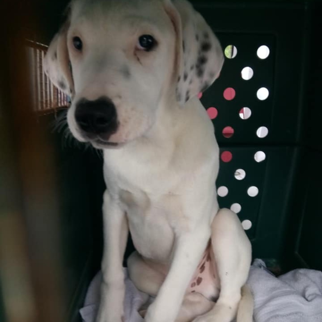 Dog Story tweet media