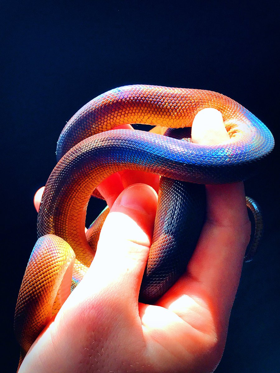 Twilight_Saint's tweet photo. Rainbow F I R E🔥🐍

~~~
#whitelippedpython #dalbertspython #leiopython #snake #reptiles https://t.co/3IDXf1Toy4