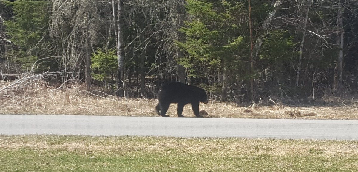 tim_sprouls's tweet photo. So, I'm sitting at home doing an online CE course and look out the slider...  #BearAware https://t.co/vJvpQIZRJo