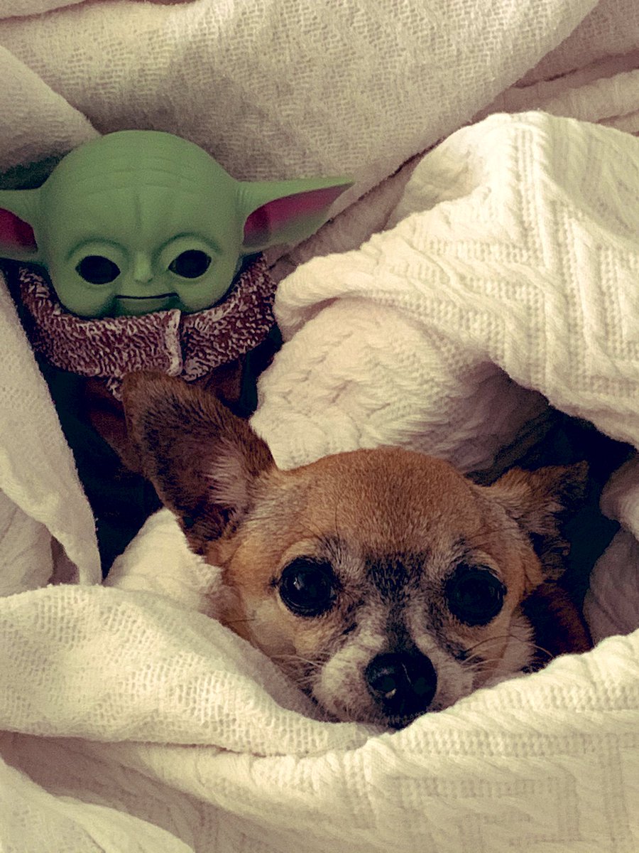 #MayThe4thBeWithYou always!! 
#preciouscargo #protectthesacred #BabyYoda 💚