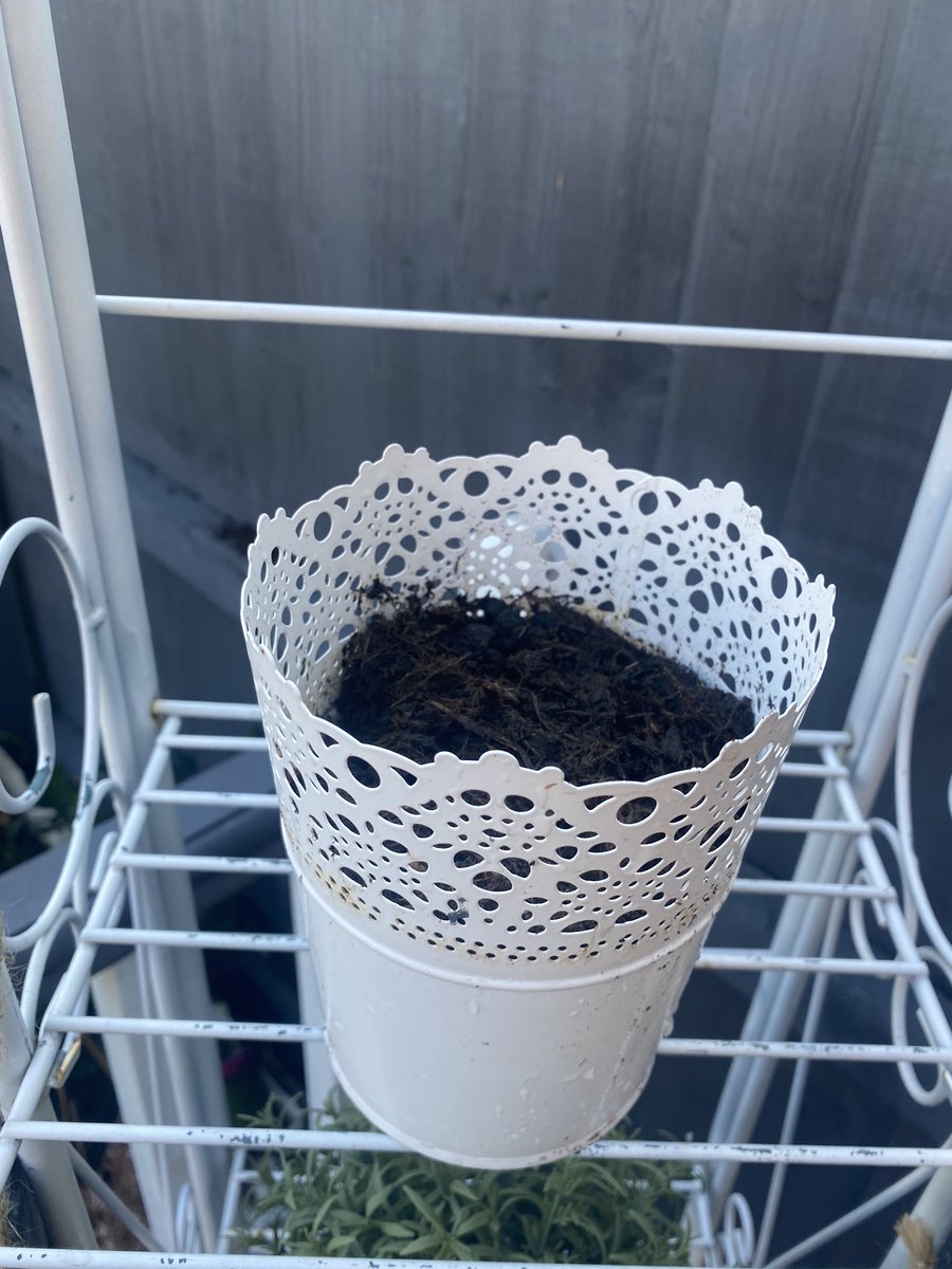_MissNaylor's tweet photo. I have also been inspired by @MsHill02825723 and have just planted some pepper seeds! I am looking forward to seeing them grow! Donβt forget to share your pictures with me! @wild_bank #plants #sciencetopic #NationalGardeningWeek https://t.co/5Q7TxOC3A1