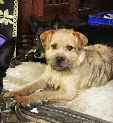 Poppy_MindDogAU's tweet photo. So, who's that clean cut gal on the left ?? π€
ME !!! π³
It's taken over 3yrs to get to be such a #ScruffyBum π #NoHaircuts π
πΌββοΈ #BTposse https://t.co/FMRcOG7caY