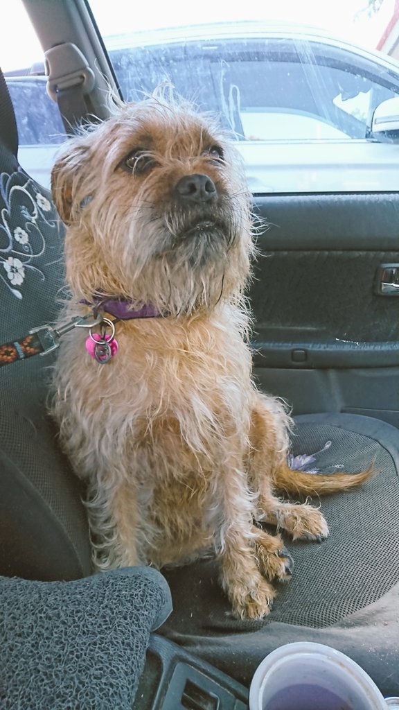 Poppy_MindDogAU's tweet photo. So, who's that clean cut gal on the left ?? π€
ME !!! π³
It's taken over 3yrs to get to be such a #ScruffyBum π #NoHaircuts π
πΌββοΈ #BTposse https://t.co/FMRcOG7caY