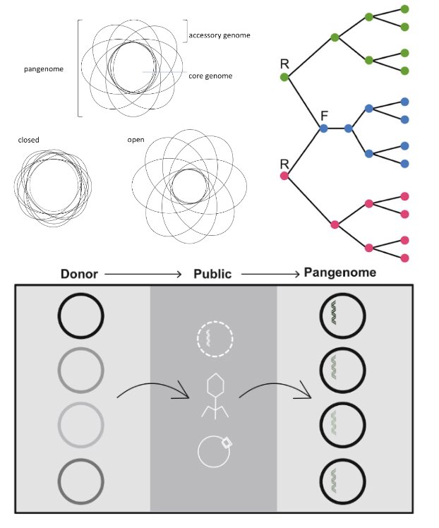 #OA New book chapter with @alanmcn1 <a href="/Evol_Molly/">Prof Mary J. O'Connell</a> <a href="/whelanfj/">Fiona J. Whelan</a> <a href="/blackpassiflora/">Maria Rosa Domingo Sananes</a> 
McInerney JO, Whelan FJ, Domingo-Sananes MR, McNally A, O’Connell MJ (2020) Pangenomes and Selection: The Public Goods Hypothesis. In: Tettelin H., Medini D. (eds) The Pangenome doi.org/10.1007/978-3-…